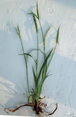 Carex laxiflora