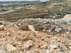 Convolvulus lineatus