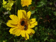 Chasmatopterus villosulus