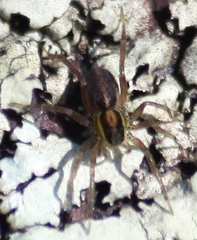 Pardosa distincta