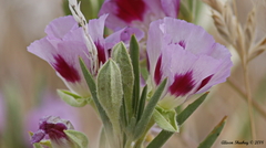 Clarkia speciosa