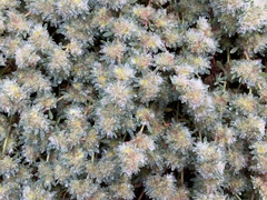 Paronychia capitata