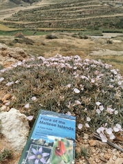 Convolvulus lineatus