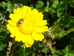 Chasmatopterus villosulus