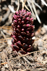 Kopsiopsis strobilacea