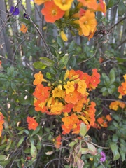 Streptosolen