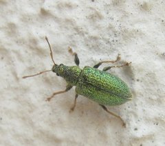 Phyllobius betulinus