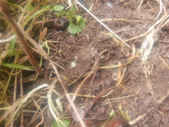 Triodopsis tridentata