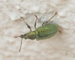 Phyllobius betulinus