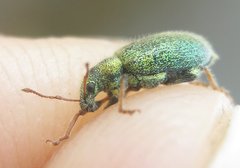 Phyllobius betulinus