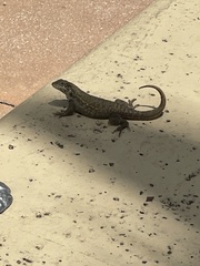 Leiocephalus carinatus