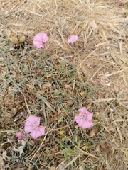 Convolvulus althaeoides