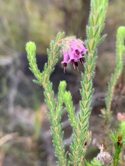Erica barbigeroides