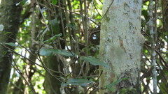 Ochna arborea