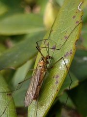 Nephrotoma submaculosa