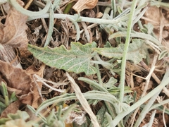 Convolvulus althaeoides