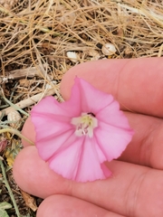 Convolvulus althaeoides