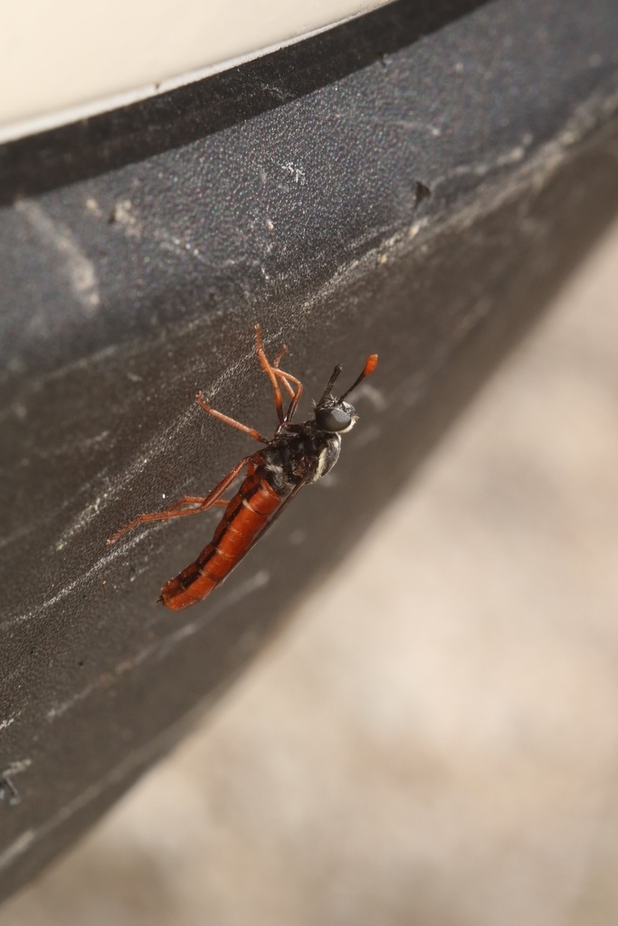 Pseudonomoneura californica