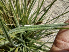 Carex sartwelliana