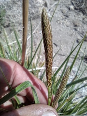 Carex sartwelliana