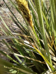 Carex sartwelliana