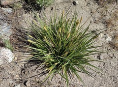 Carex sartwelliana