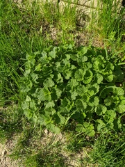 Marrubium peregrinum