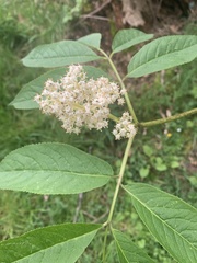 Sambucus racemosa
