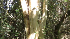 Ochna arborea