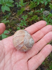 Helix pomatia