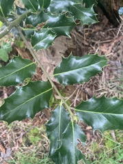 Ilex aquifolium