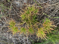 Ficinia overbergensis