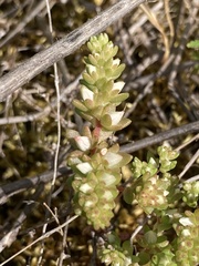 Sedum arenarium