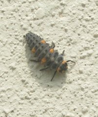 Coccinella septempunctata