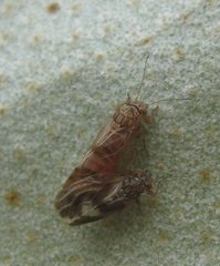 Cacopsylla fulguralis