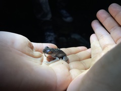 Leptobrachium hendricksoni