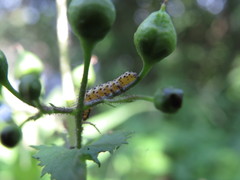 Cucullia scrophulariae