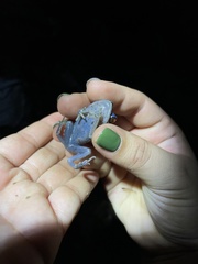 Leptobrachium hendricksoni