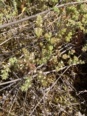 Sedum arenarium