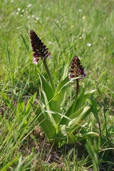 Orchis purpurea