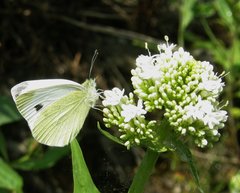 Pieris mannii