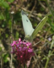 Pieris mannii