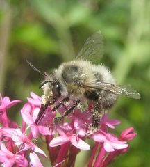 Anthophora plumipes