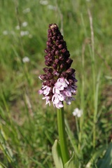 Orchis purpurea
