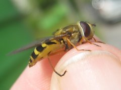 Syrphus ribesii
