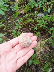 Helix pomatia