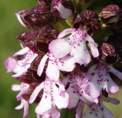 Orchis purpurea