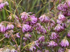 Erica globiceps globiceps