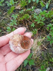 Helix pomatia