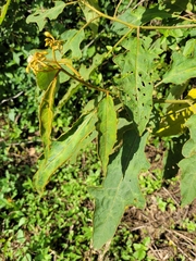 Solanum variabile